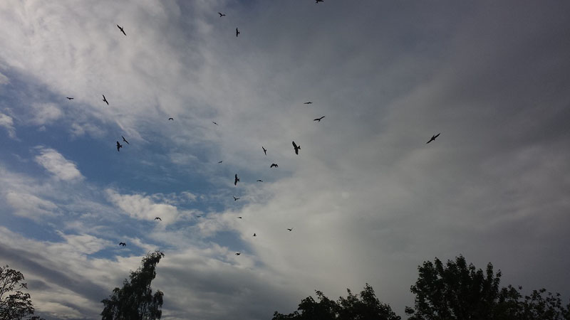 flocking