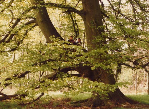 Savernake