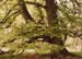 Savernake