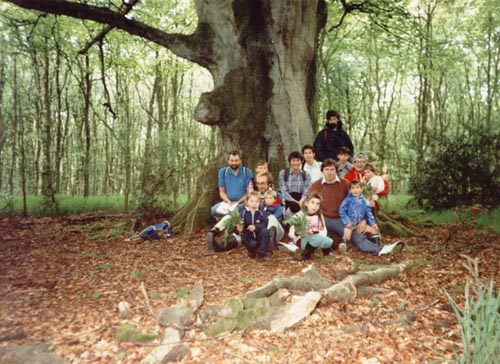 treesm