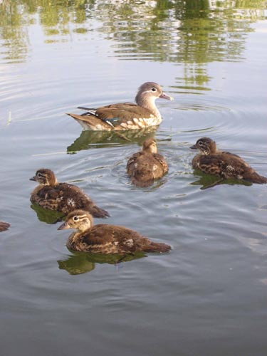 Ducks