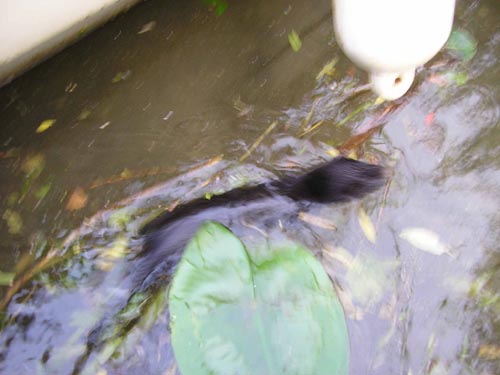 Mink