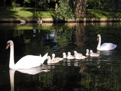 Swans