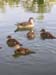 Ducks