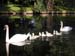 Swans