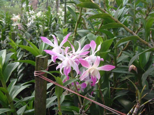 DSCF0052