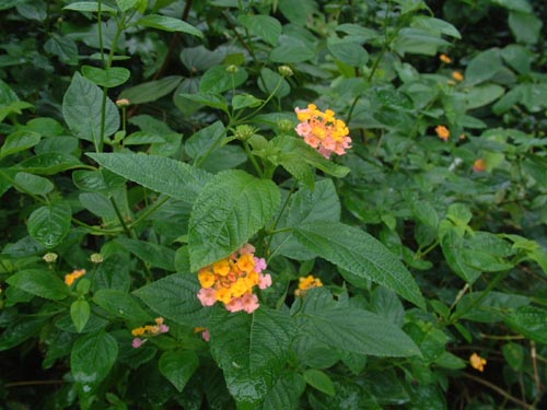 DSCF0018