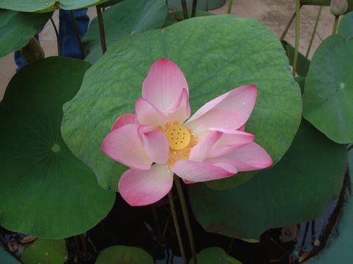 DSCF0049