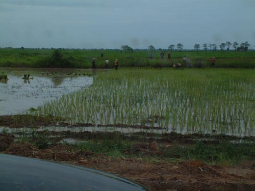 rice