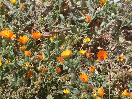 DSCF0444