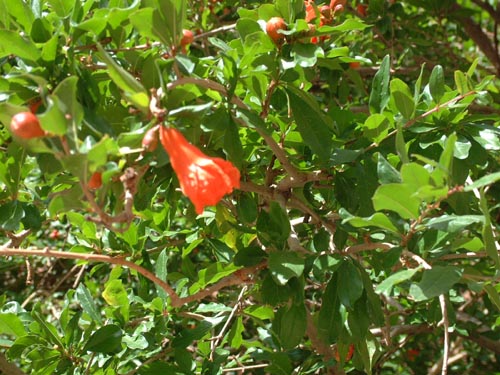 Pomegranite